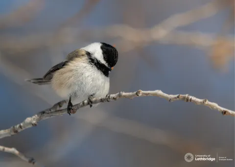 Effects of Forest Fires on the Population Structure of the Black-capped Chickadee.