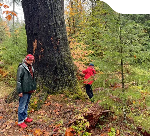 Artists Klehwetua Rodney Sayers and Emily Luce walking around a huge tree in the forest in Stamp Falls.