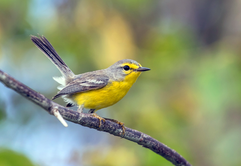 The Barbuda warbler is a species endemic to the island of Barbuda.