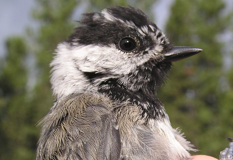 A Mountain Chickadee Mountain Chickadee