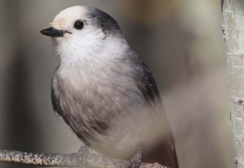 A Canada Jay Canada Jay