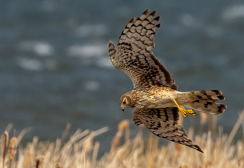 A northern harrier seeks prey while flying over a field. PHOTO by Bob Bowhay, rdbimages.ca