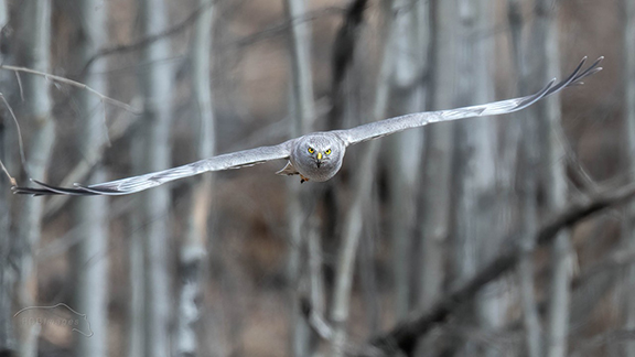 A northern harrier in flight. PHOTO by Bob Bowhay, rdbimages.ca