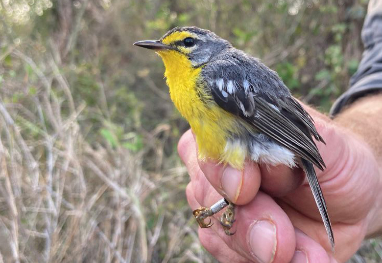 The Adelaide's warbler