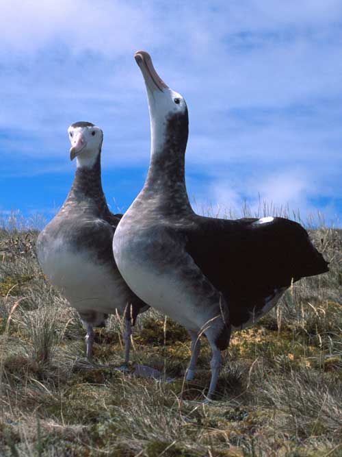 Albatrosses