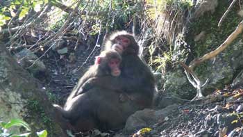 Japanese macaques