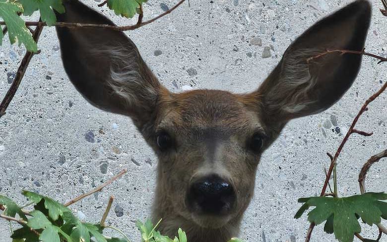 A baby deer plays peek-a-boo