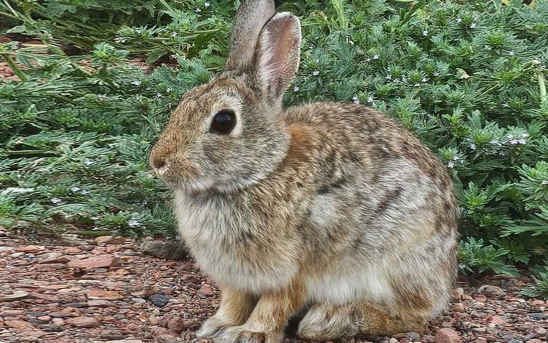This little guy was found by the boneyard on the south end of campus