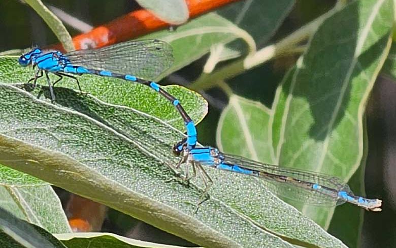 Two mating dragonflies