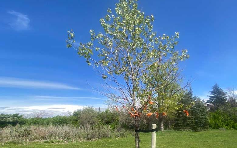 A poplar planted by First Nations students
