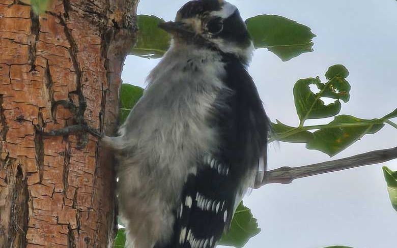 A woodpecker in a campus tree