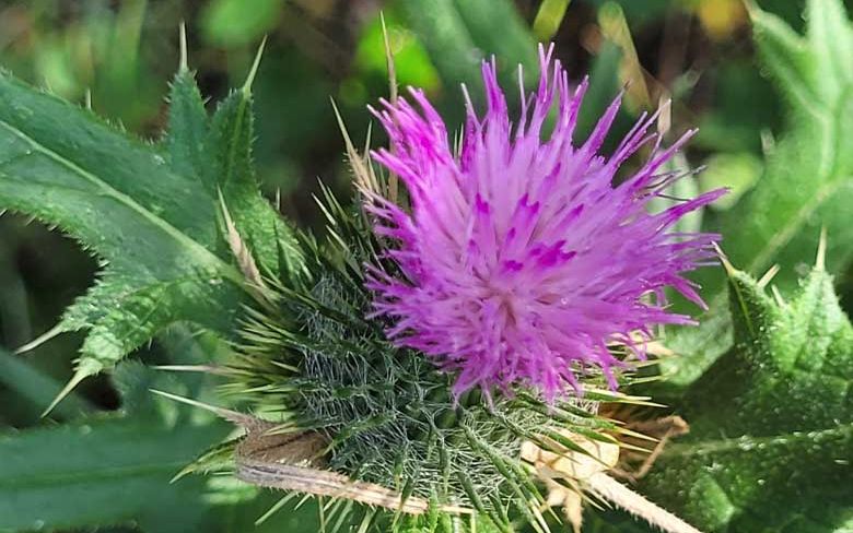 Even thistles can have flowers