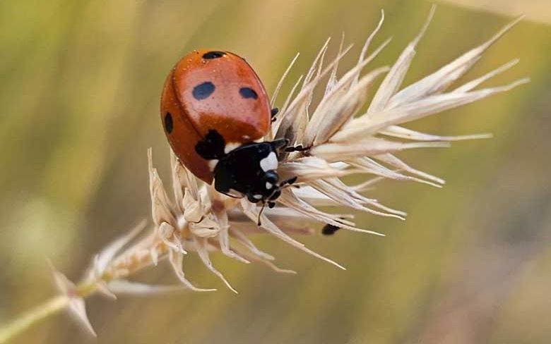 The smallest of creatures find campus as a home