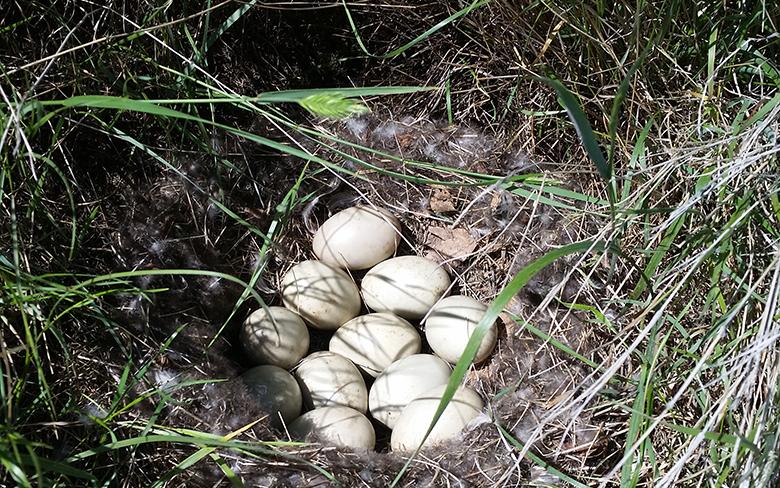 The Mallard duck nest which was discovered near the Destination Project excavation site.
