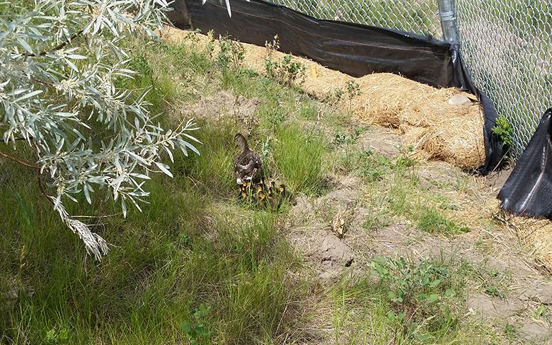 The Mallard and her ducklings making their way down to the river after project staff cleared a safe route out for them.