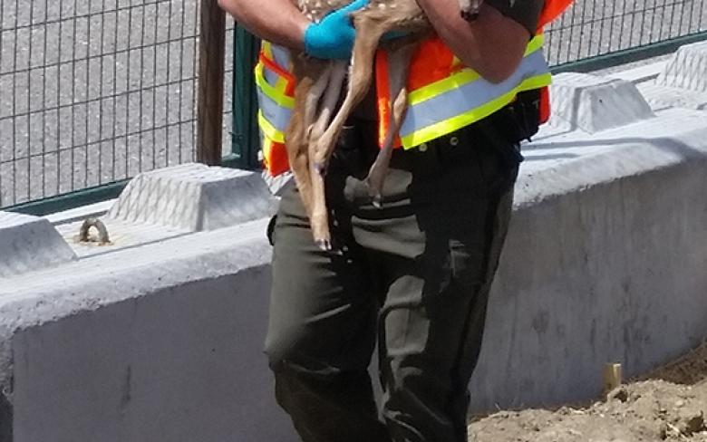 Fish and Wildlife officer Corey Craig carrying a fawn to reunite with it's mother.