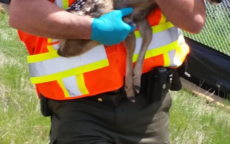 Fish and Wildlife officer Corey Craig carrying a fawn to reunite with it's mother.