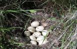 The Mallard duck nest which was discovered near the Destination Project excavation site.