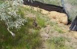 The Mallard and her ducklings making their way down to the river after project staff cleared a safe route out for them.