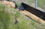 The Mallard and her ducklings making their way down to the river after project staff cleared a safe route out for them.